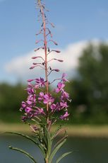 Schmalblättriges Weidenröschen-1.jpg